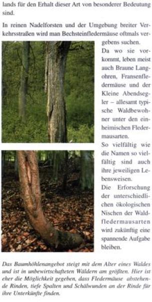 Faltblatt 'Fledermäuse im Wald' (Seite 4)